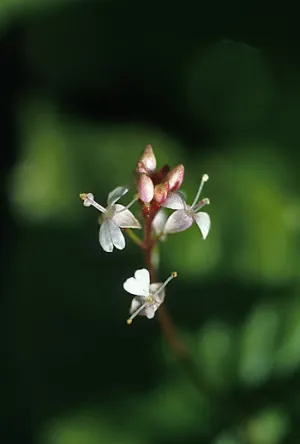 Enchanter's Nightshade - <i>Circaea alpina</i>